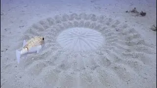 Spy In The Ocean Robot pufferfish