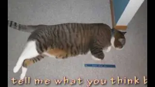 worlds biggest cat?