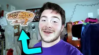 Getting ANOTHER Reptile?!