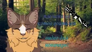 племена в кв / видео для новичков / коты воители / белолапка кв