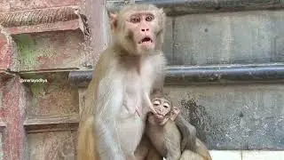 अयोध्या का एक खास नजारा।  अंत तक देखेंगे तो हंसी नहीं रोक पाएंगे😁😂 #babymonkey #monkey