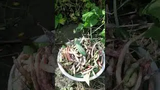 Собираю урожай огурцов🥒 и фасоли #огурцы #овощи #фасоль