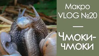 Чмоки-чмоки / МакроVLOG №20 / 24.09.2020