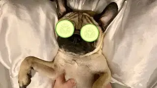 Dog Spa Day *GONE WRONG*