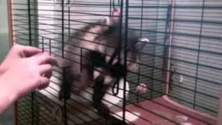 Свободу Енотам