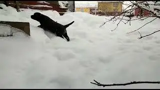 самый первый снег 😁 лабрадорчик первый раз на улице #labrador #puppy