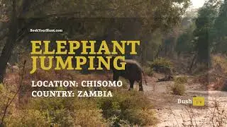 Bush TV - Elephant jump
