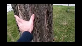 Метасеквойи (Metasequoia) в Краснодаре💪