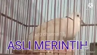 puter pelung suara panjang, merintih