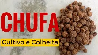 Tiger Nuts - growing and harvesting (small-scale)