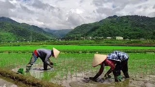 Rice Planting in the Mountains - The Natural Beauty and Hard Work of Vietnamese Farmers