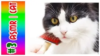 #3 ASMR CAT | АСМР КОТ