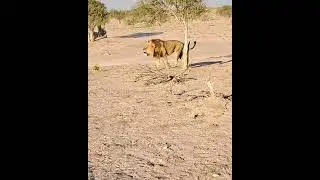 Romeo's Roar - One of the Renegades