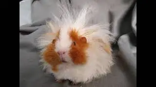 Guinea Pig Nibbles ( Vampire Pig) !!