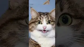 #пушка#прикольные#котики#пушистики#красивые#ТОП#лайк