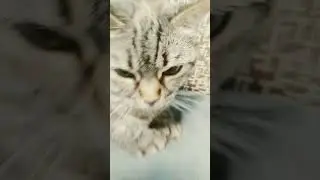 Кошак проснулся