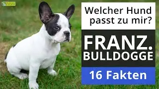Ist eine Französische Bulldogge der richtige Hund für mich? 18 Fakten über Französische Bulldoggen!