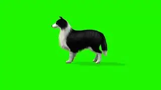 Dog Barking Green Screen   Dog green screen