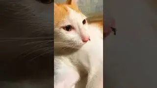 😽🦟