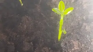 косточки лимона дали ростки на балконе. День 18