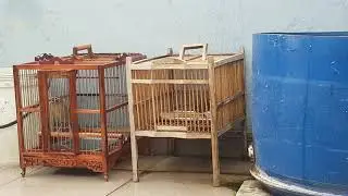 Họa mi tắm