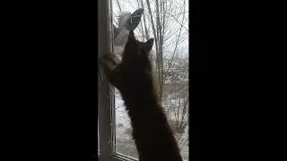 Голубь на кормушке и кошка