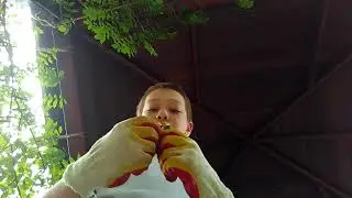 Ядовитая глициния! Подстрижка