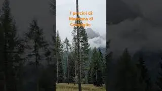 #porcini #mushroom #madonnadicampiglio #funghi #dolomiti #settembre #bosco #гриб #лес #италия