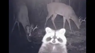 Raccoon Montage #7