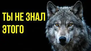 Волк: самый организованный хищник на планете
