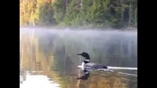 Loon's Lament