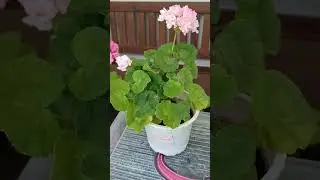 ирида подружка невесты