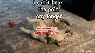 Drama Queen Temper Tantrums