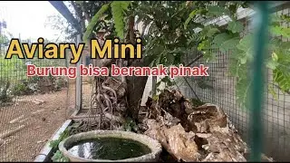 Aviary minimalis didepan rumah budget murah