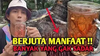 SEJUTA MANFAAT AKAR KELAPA HANYA DENGAN DI REBUS #bolang #viral #tiktok #shorts #obatherbal