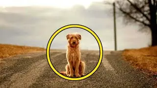 The dog waited 4 years for his family in one place, but one morning a MIRACLE happened!