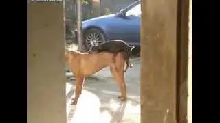 Мал да удал гигант секса