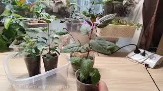 19.03.23 ФУКСИЯ ЧЕРЕНКИ АДАПТАЦИЯ ПОСЛЕ ПОКУПКИ.ОРХИДНЯ ФАЛЕНОПСИС Equestris Mauve  с ароматом.