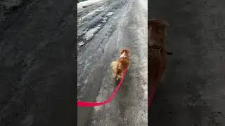 Джина 🐾