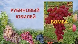Grapes 2018. Grapes Ruby anniversary. Feedback on grapes