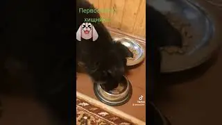 Можно ли щенку давать сырое мясо? ДА!