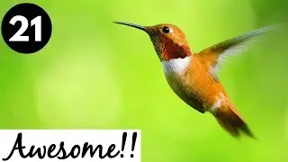 Animals are Awesome!!! #21