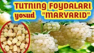 Marvarid tut.  Qadimda tutdan qanday foydalangan????