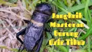 SUARA JANGKRIK MASTERAN BURUNG OCEHAN