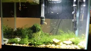 20 Gallon High Aquarium From Craigslist - Guppies and Shrimp