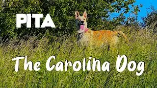 Pita The Carolina Dog | Champion Park