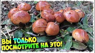 Маслята | Октябрь | Попал на поляну | Сбор грибов