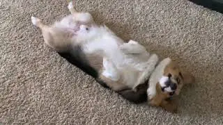 Weird Boi