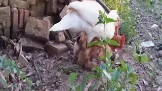 AYAM & ENTOK KAWIN SILANG