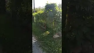 Сад. Калитка. 15.06.2024